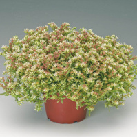 Седум Сильвер Фрост 200 семян белый, Syngenta