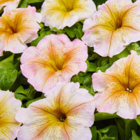 Петуния Ингрид F1 мультифлора 20 семян, Cherny