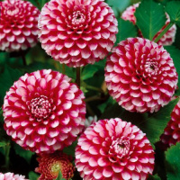 Георгина Little William помпонная, De Ree