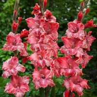 Гладиолус Vabene 3 шт крупноцветковый, De Ree