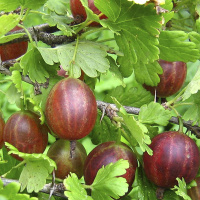 Аґрус Безшипий червоний середньопізній