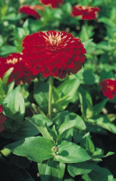 Цинния элегантная Гиганты Бенари 250 семян скарлет, Hем Zaden