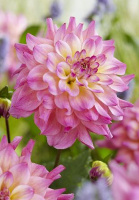 Георгина Colorfull investment декоративная крупная (10419), De Ree