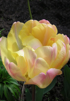 Тюльпан Montreux 3 шт махровый, De Ree (10258)