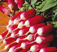 Редис Базис весовой ранний