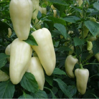 Перець Сноувайт F1 100 насінин ультраранній, Rijk Zvaan