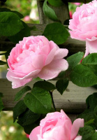 Роза Чаплінз Пінк плетиста