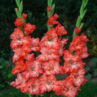 Гладиолус Ted's Frizzle 3 шт гофрированный, De Ree