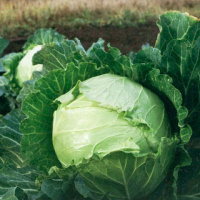 Капуста Мензания F1 2500 семян белокочанная среднепоздняя, Seminis