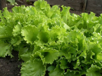 Салат Одеський Кучерявець ваговий