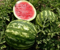 Арбуз Кримсон Свит 500 г ультраранний