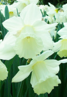 Нарцисс Dinky корончатый (10322)