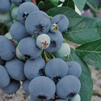 Чорниця Блю Голд високоросла середньостигла