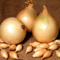 Купить триумф 500 г лук севок арбажейка, top в интернет-магазине Sezon Триумф 500 г лук севок арбажейка, TOP