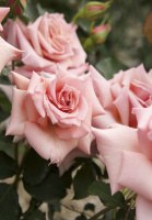 Роза Ноблес чайно-гібридна