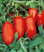 Томат Хердон F1 1000 семян для переработки кустовой среднепоздний, Seminis