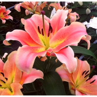 Лилия Red Hot ОТ гибрид , De Ree