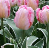 Тюльпан триумф New Design (10376)