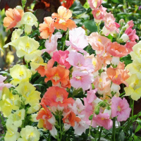 Львиный зев махровый Твинни F1 100 семян смесь, Hem Genetics