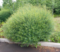 Верба (Іва) пурпурна