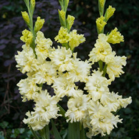 Гладиолус Lemon Frizzle 3 шт гофрированный, De Ree