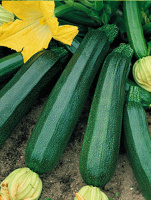 Кабачок Аэронавт весовой ранний