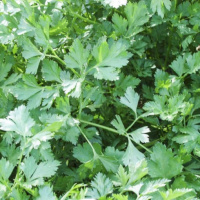 Петрушка Ріалто 50 г листова, Bejo Zaden