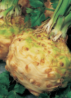 Селера Діамант 10000 насіння кореневий середньостиглий, Bejo Zaden