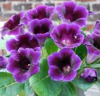 Глоксиния Violacea, De Ree