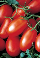 Томат Хайпил 108 F1 1000 семян для переработки кустовой среднеранний, Seminis