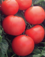 Томат Пинк Леди F1 500 семян крупноплодный высокорослый ранний, Seminis