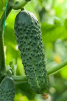 Огурец Альянс F1 50 г, Bejo Zaden