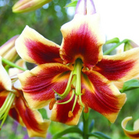 Лилия Red Morning c гигантским цветком, De Ree