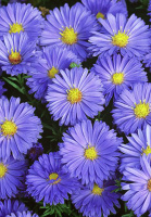 Айстра багаторічна Lady in Blue (10421)