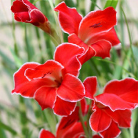 Гладиолус Atom 3 шт нанус, De Ree