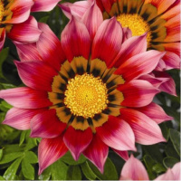 Газания Газу F1 100 семян жестколистная пурпурная, Syngenta Flowers