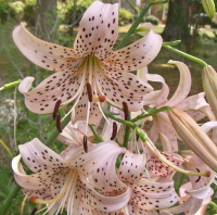 Лилия Pink Giant тигровая свисающая, De Ree