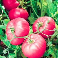 Томат Розализа F1 1000 семян крупноплодный кустовой розовый среднеспелый, Seminis