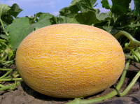 Диня Амал вагова рання