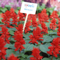 Сальвия Алерт красная 1000 семян, Hем Zaden