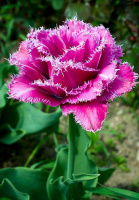 Тюльпан Matchpoint 3 шт махрово-бахромчатый, De Ree (10240)