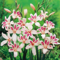 Гладиолус Princ Claus 3 шт нанус, De Ree