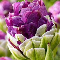 Тюльпан махровый Exquisit (10364)