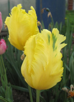 Тюльпан Texas Gold 3 шт попугаевидный, De Ree (10265)