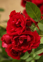 Роза Лілі Марлен поліантова