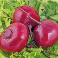 Свекла Мулатка на развес, Агролиния