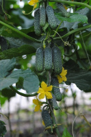 Огурец Эколь F1 500 шт партенокарпический, Syngenta