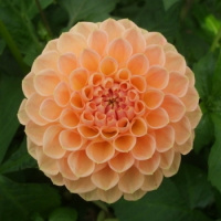 Георгина Sylvia помпонная, De Ree