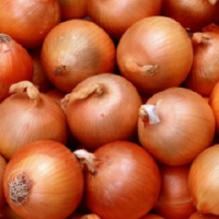 Цибуля Дайтона F1 10000 насіння ріпчаста середньостигла, Bejo Zaden