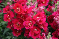 Львиный зев махровый Твинни F1 100 семян фиолетовый, Hem Genetics